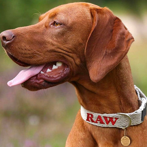 Raw Rolling Papers Hemp Dog Collar