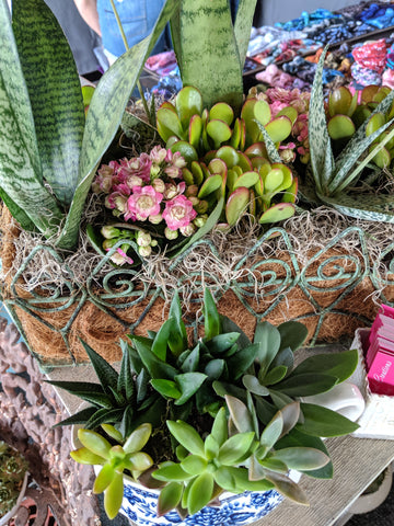 beautiful succulent display at the country living fair