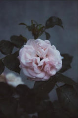 Pink Peony plant with leaves