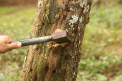 Agar Wood Tree being tapped with instrument