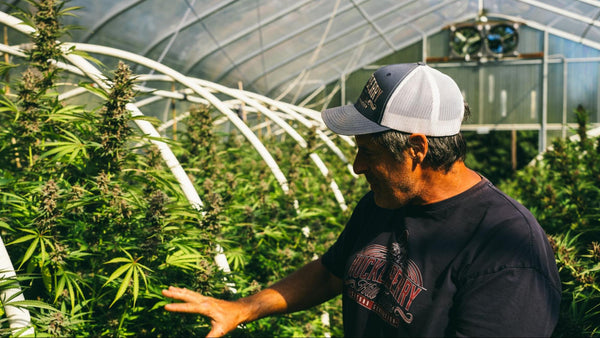 Man standing in front of a cannabis grow in a hoop house.