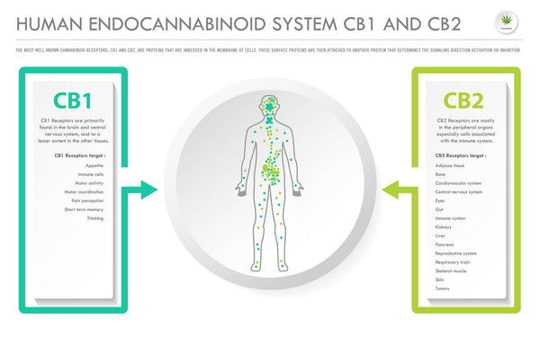 Infographic of the human endocannabinoid system CB1 and CB2 receptors
