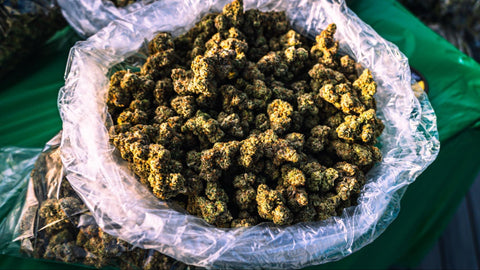 A pound of marijuana that has been manicure and is shown in a turkey bag.