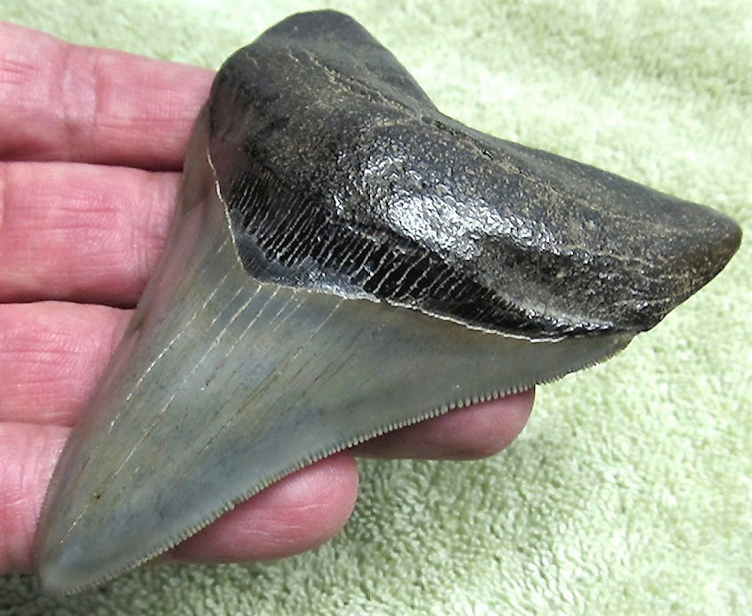 Museum Grade Megalodon Shark Tooth 026 (L1 - 4.26" x L2 - 3.99" )