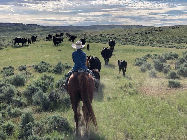 BEST GRASS-FED BEEF DELIVERY: The Big Horn Box - Carter Country