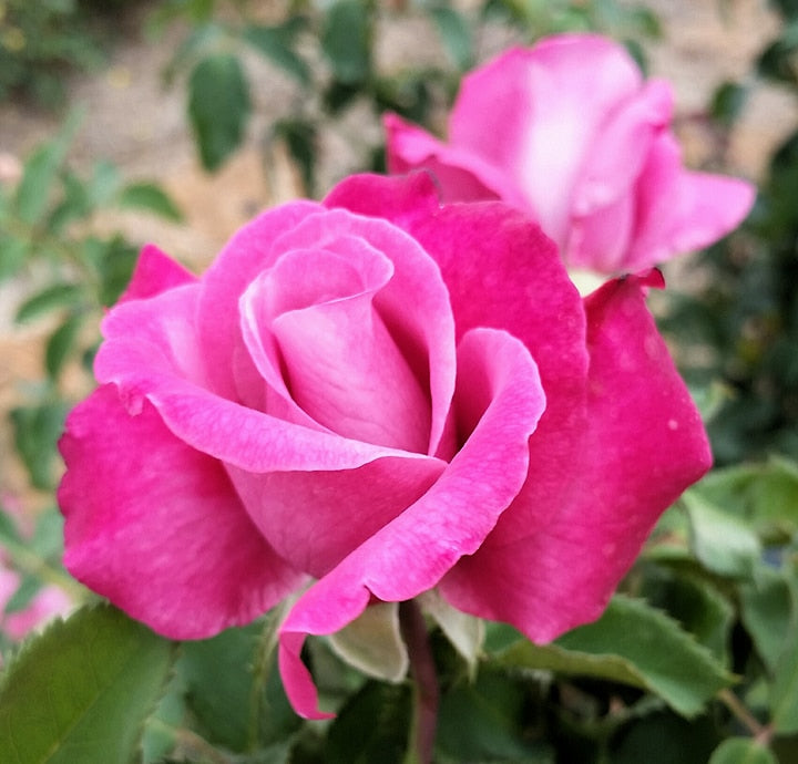 Fragrant Plum | Hybrid Tea Pink Rose – Eureka Plants