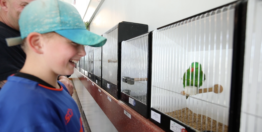 NZ Bird Show