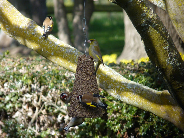 Finches pecking at Wild Bird Seed Cone