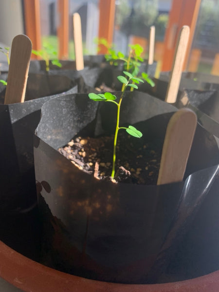 A young kōwhai seedling after potting on