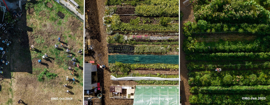 OMG garden plot from above