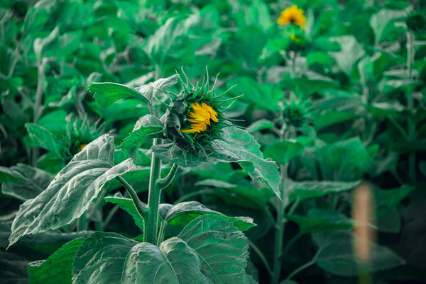 Topflite sunflowers about to bloom