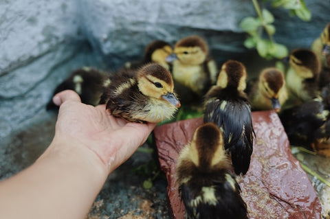 Ducklings in backyard