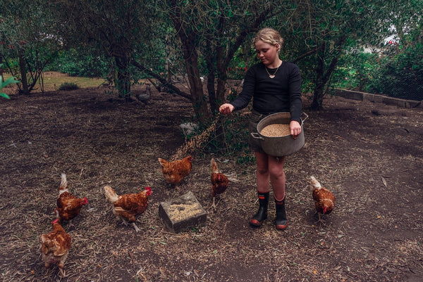 Girl scattering Scratch and Lay chicken feed to chickens