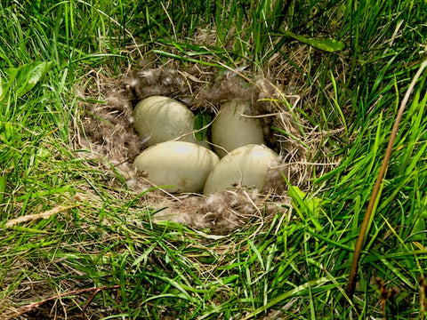 Duck eggs are one reason New Zealanders keep ducks