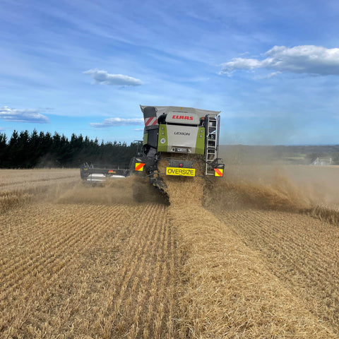 Harvesting barley