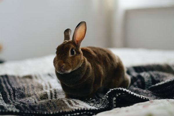 A pet rabbit sits on a blanket inside the home
