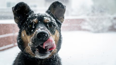 Promener les chiens dans la neige