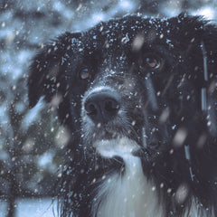 Handling dogs in snowy and slippery underfoot conditions