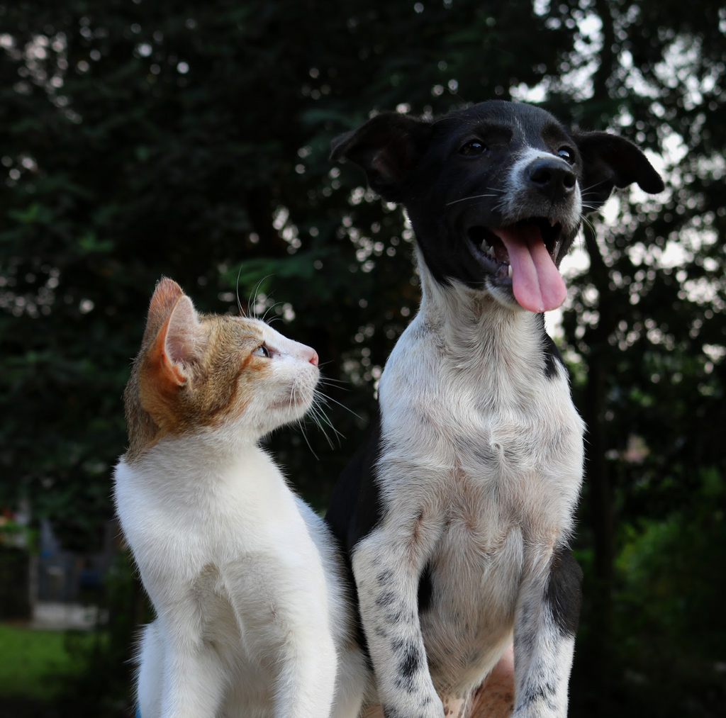 Chien Vs Chat Une Guerre Sans Merci Graou