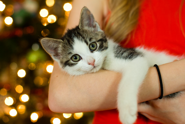 Graou Votre Abonnement De Croquettes Pour Chat Sur Mesure