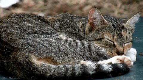 chat-gris-dormir-graou