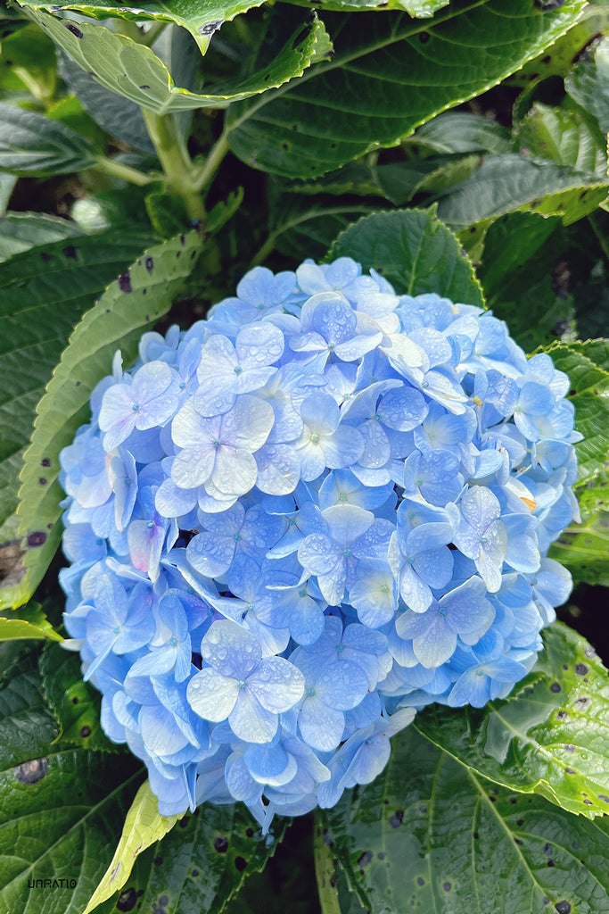 Close-up of a blue hydrangea in Dalat, its lush blossoms thriving in the cool climate, akin to the fresh, springtime experiences in high altitude climates.