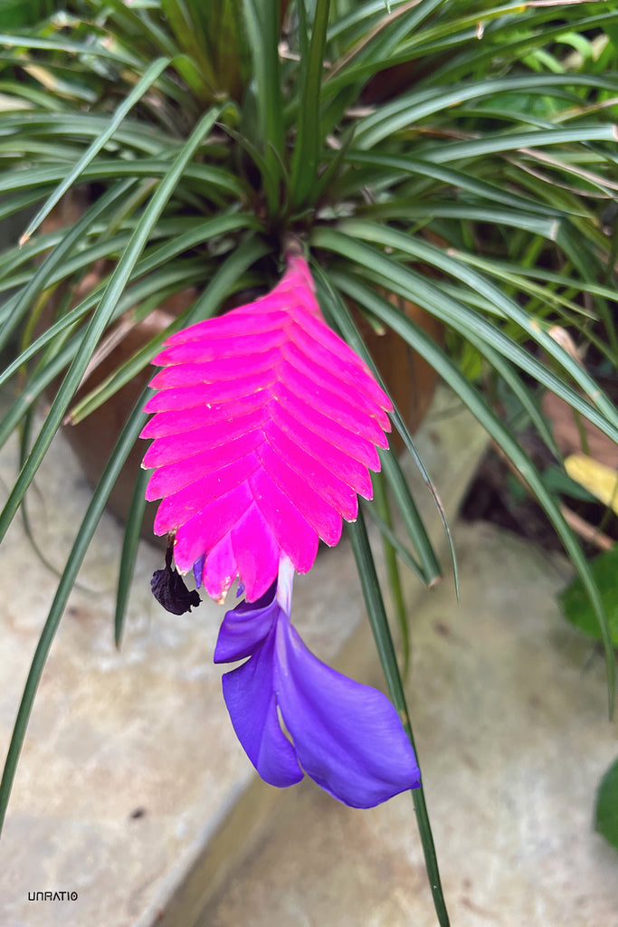 An exotic, brightly-hued tropical flower found in Dalat, representing the city's fusion of Vietnamese, French, and Indigenous influences.