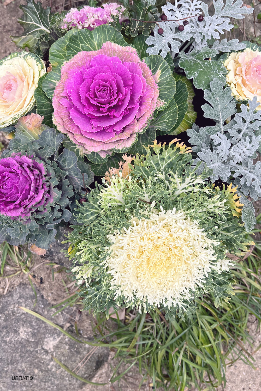 Vibrant purple ornamental cabbage surrounded by variegated leaves and yellow-tinged cabbage in a Japanese garden, symbolizing winter beauty.