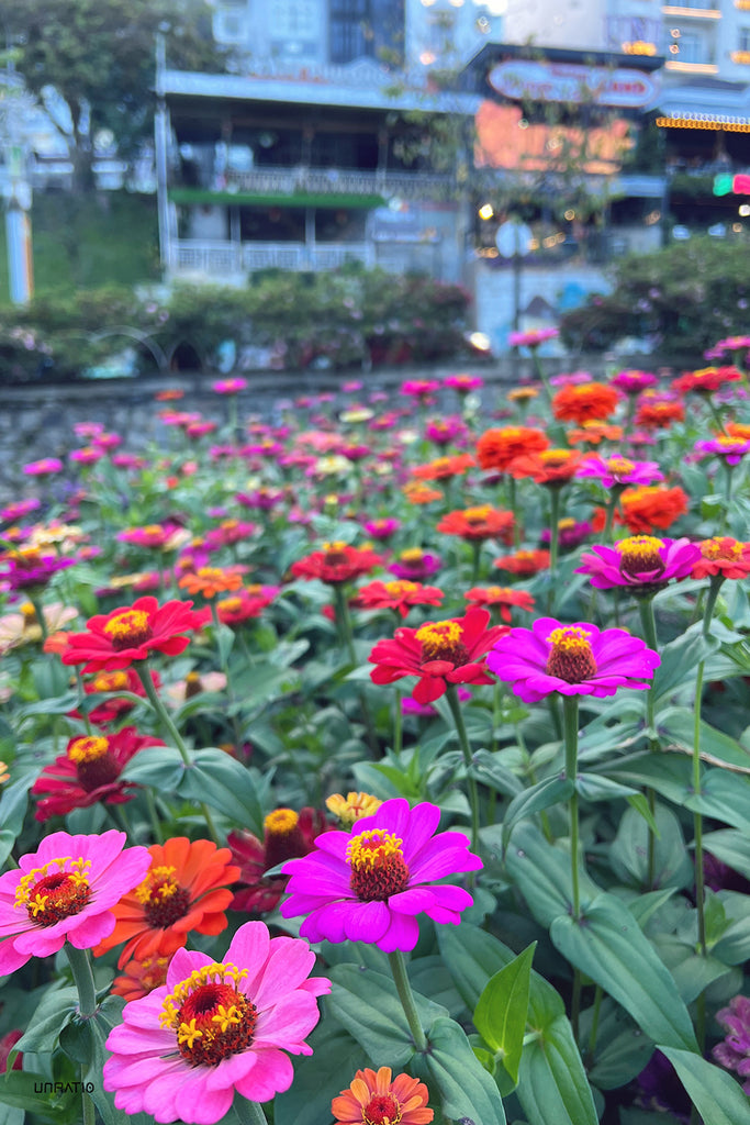 Field of vivid zinnia flowers in an array of pinks, reds, and oranges, a testament to Dalat's vibrant floral displays and rich cultural heritage.