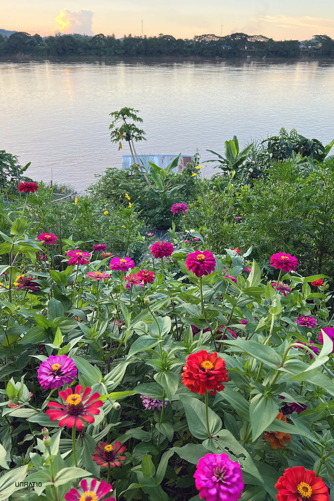 Lush garden of vibrant zinnias overlooking the calm Mekong River at dusk in Chiang Khan, showcasing the natural beauty and serene atmosphere of the region.