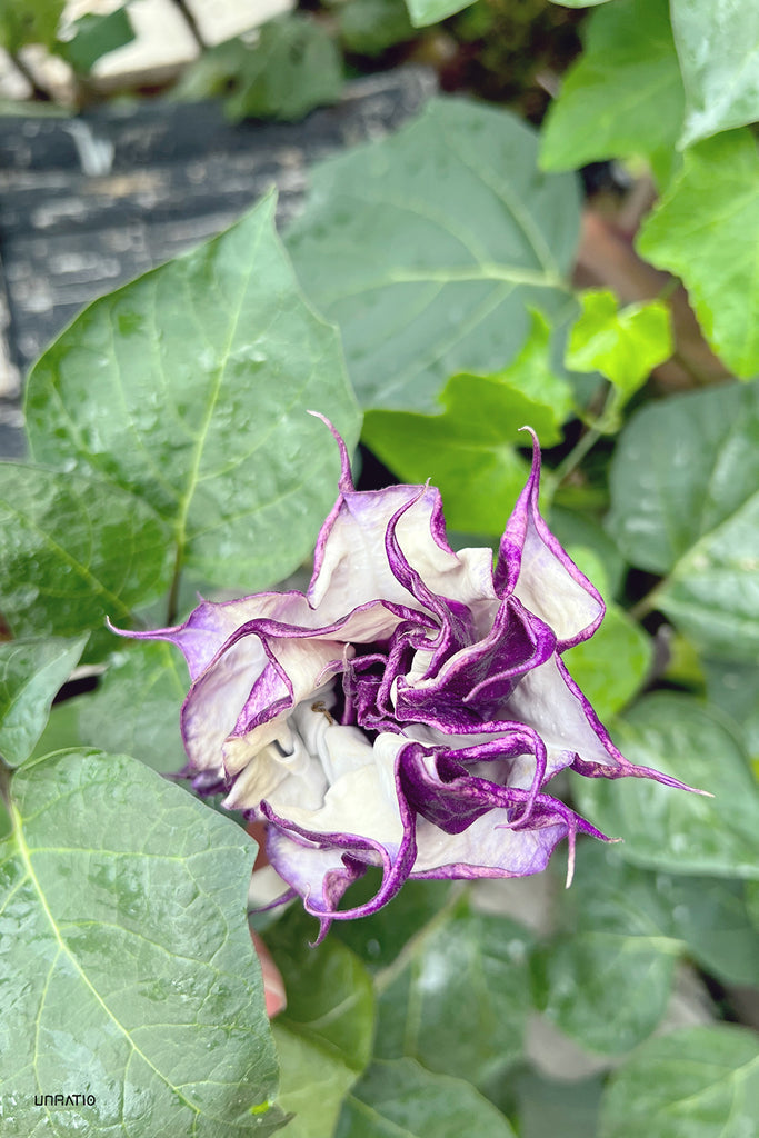 Elegant purple and white Datura flower in full bloom, set against a backdrop of lush green foliage, showcasing the natural flora of Chiang Khan.