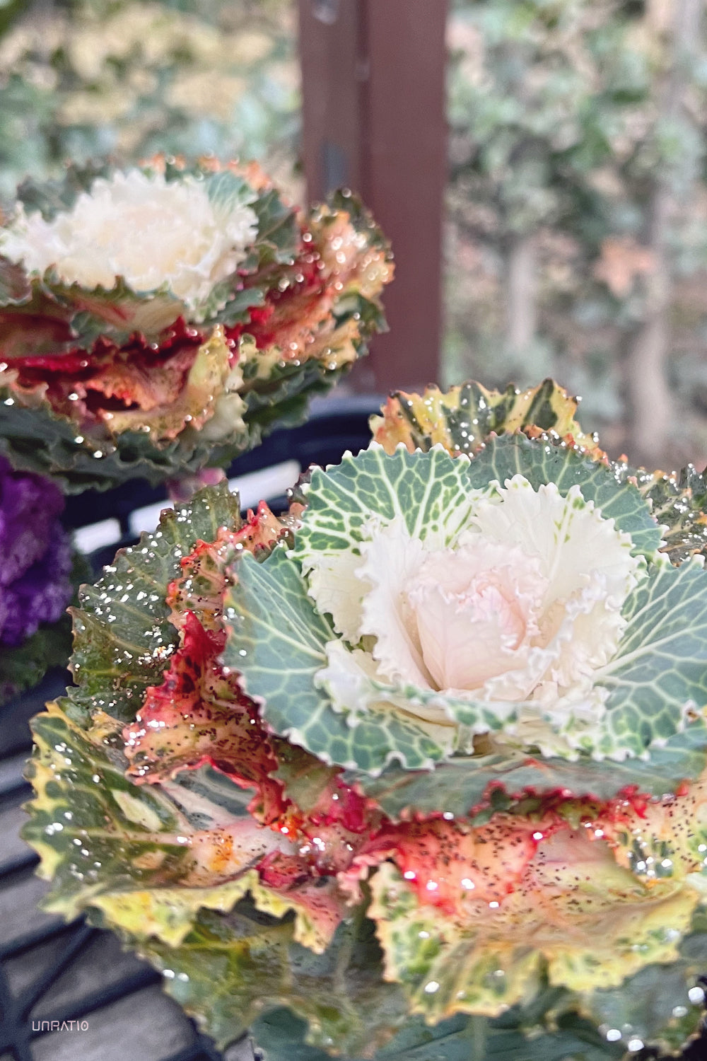 Dew-speckled ornamental cabbages with glittery edges, in soft focus, adding sparkle to a serene Japanese nursery setting.