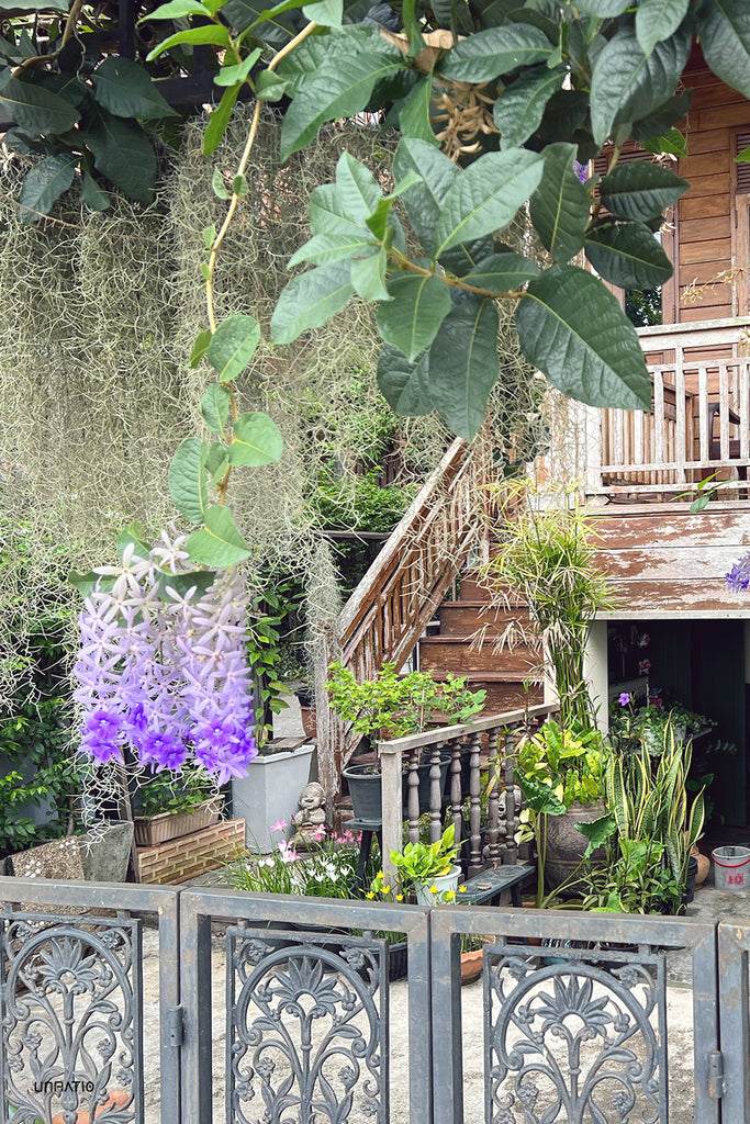 Charming traditional Thai house with wooden stairs and balcony, nestled among verdant plants and a striking lilac-flowered vine, evoking the tranquil lifestyle of Chiang Khan.