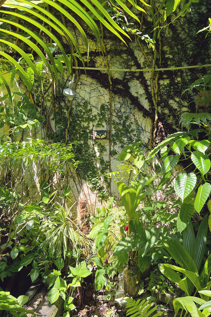 Verdant Melaka courtyard overflowing with tropical plants, sunlight filtering through the foliage.
