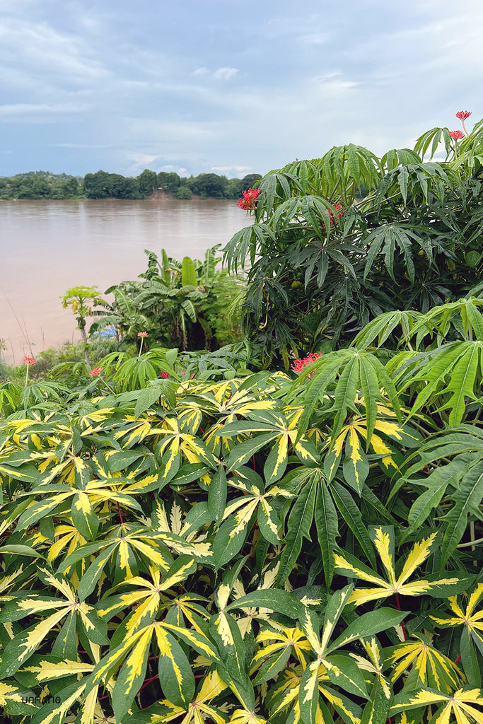 Lush tropical foliage and vibrant flowers along the Mekong River embankment under a cloudy sky in Chiang Khan, illustrating the region's rich biodiversity.