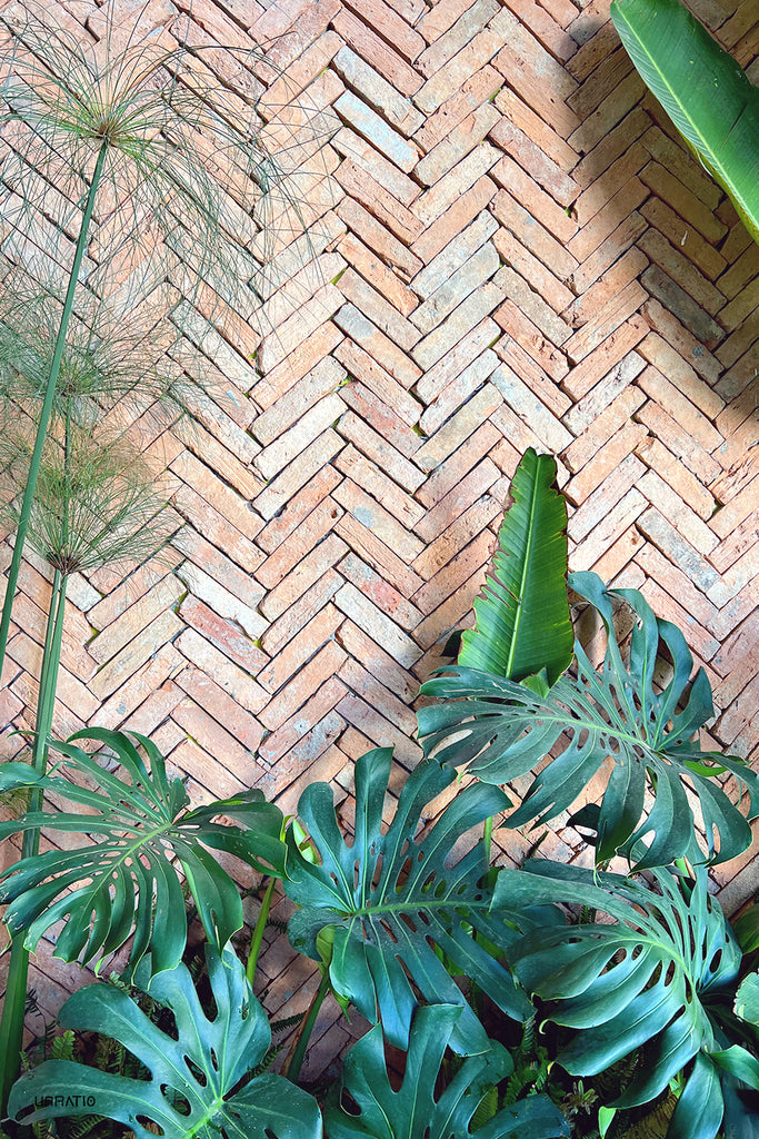 Lush green monstera plants with their distinctive split leaves, contrasting against a beautifully arranged herringbone brick pathway, capturing Dalat's blend of natural beauty with human-crafted artistry.