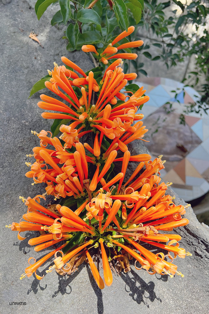 Vibrant orange trumpet-shaped flowers flourishing in Dalat's 'City of Eternal Spring', symbolizing the rich floral diversity and temperate climate of Southern Vietnam's highlands.
