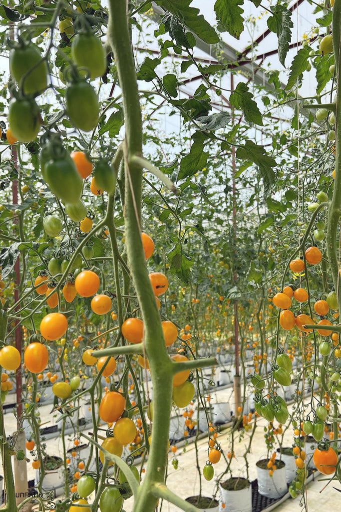 Up-close perspective of orange cherry tomatoes ripening on the vine in a Dalat greenhouse, illustrating the city's impressive and expansive approach to agriculture in its cool highland climate.