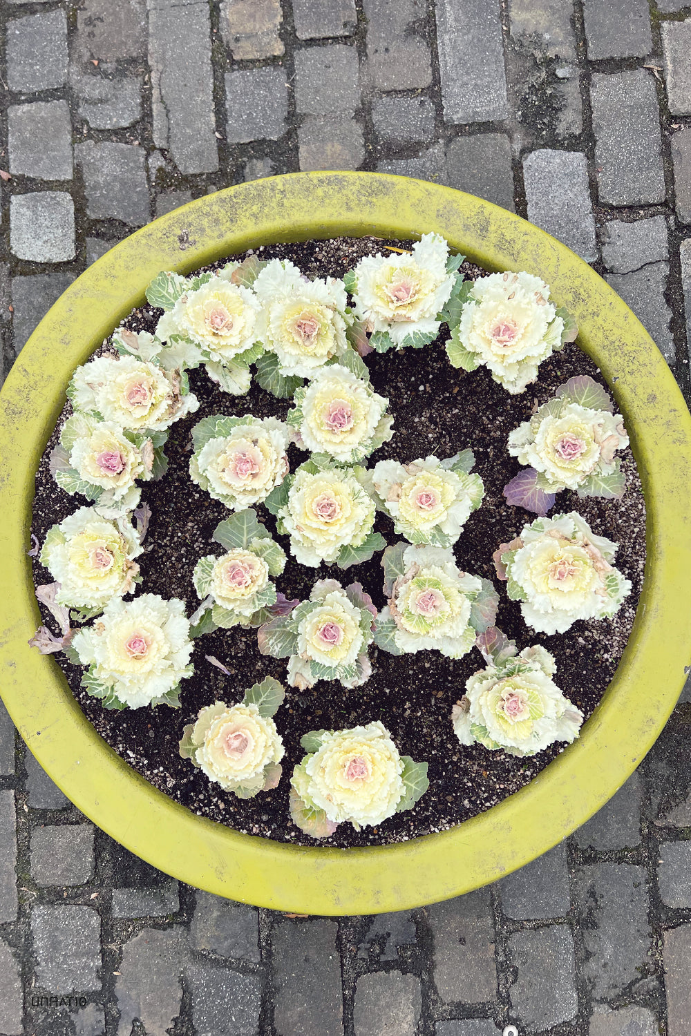 Arrangement of pale yellow ornamental cabbages with pink centers in a large yellow pot, set on a cobblestone surface, showcasing urban horticulture.