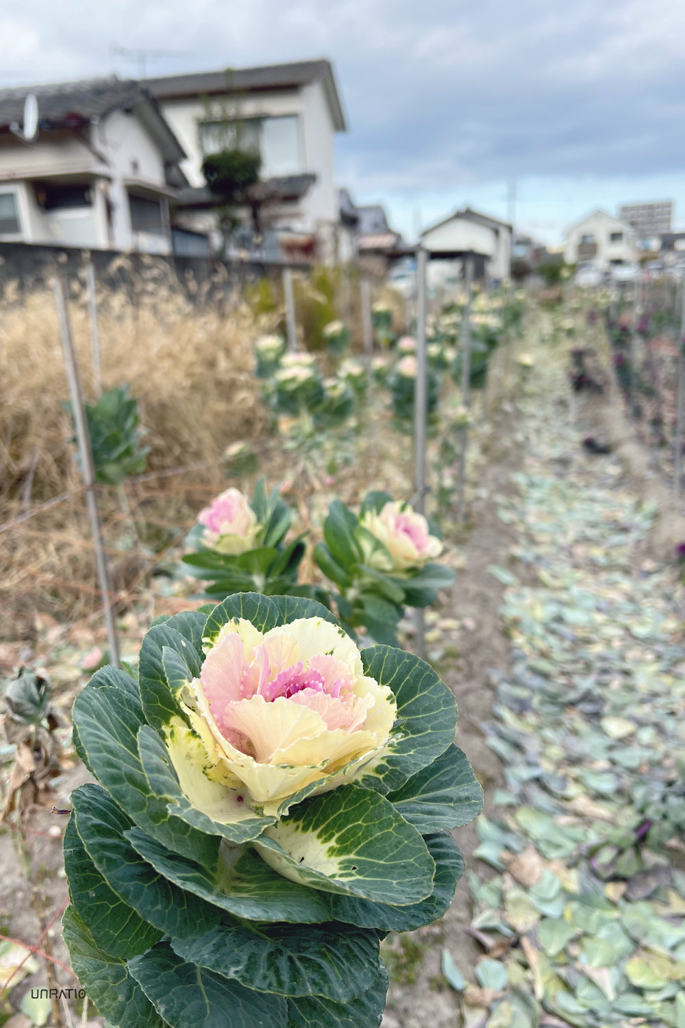 Foreground focus on a pale pink and cream ornamental cabbage in a Japanese garden, with a soft blur of urban houses in the background.