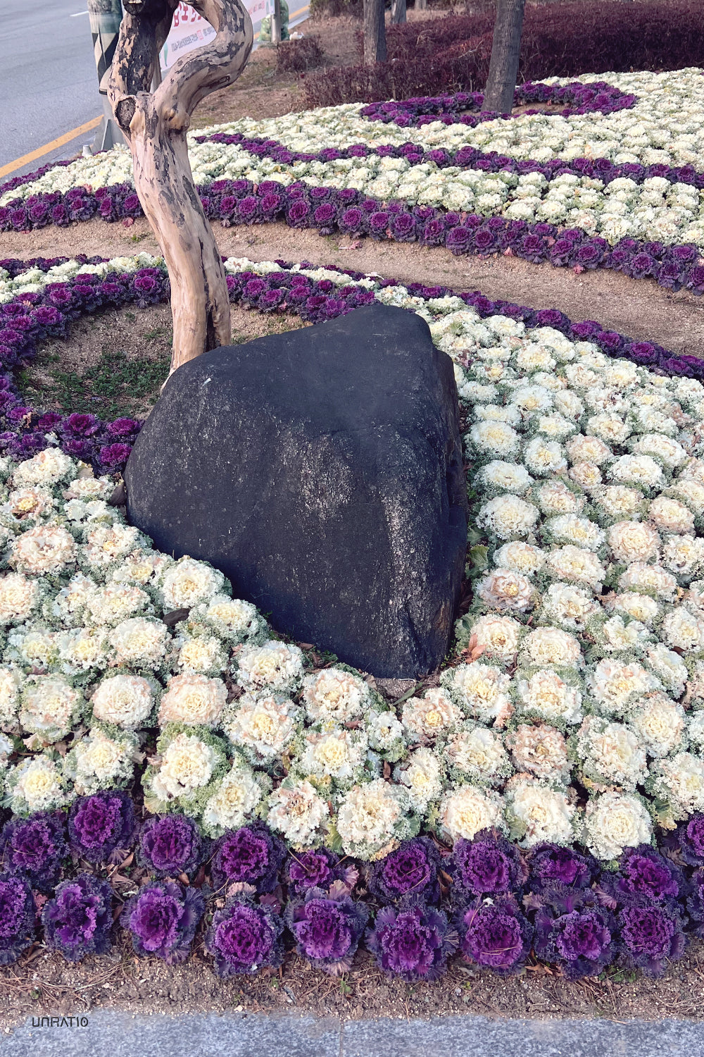 Public garden display with patterned rows of cream and purple ornamental cabbages around a large rock and twisted tree trunk.