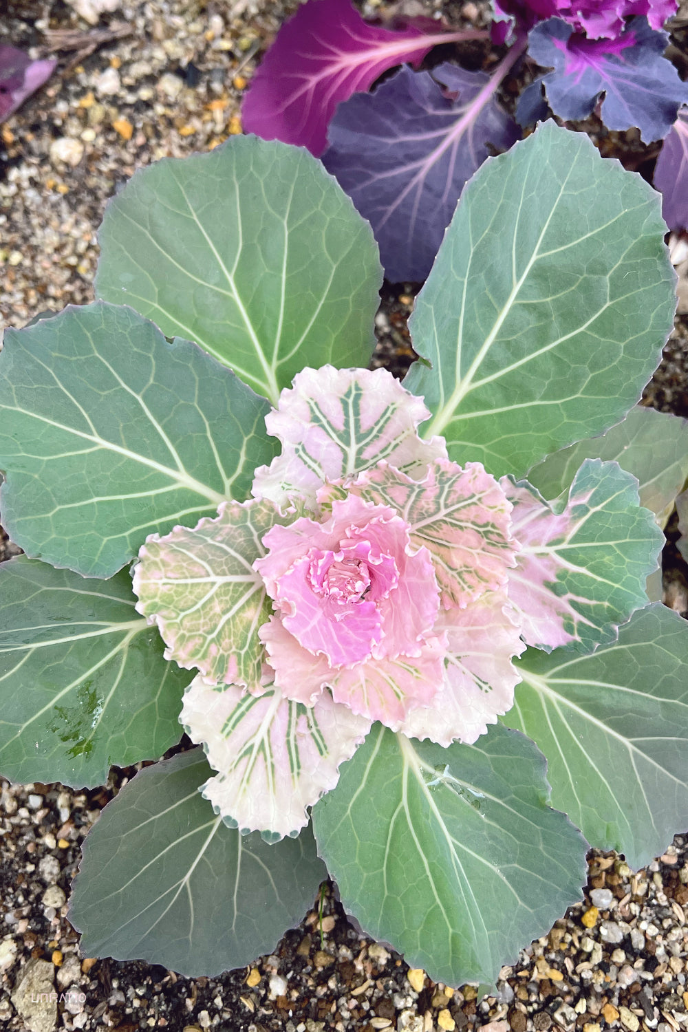 Pink and green ornamental cabbage close-up with delicate rosette center, nestled among other cabbages with purple leaves on gravel soil.
