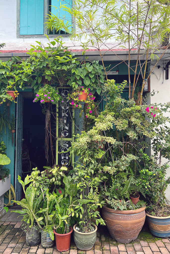 Entrance of a Melaka shop framed by vibrant hanging plants and potted greenery, with blue shutters above.