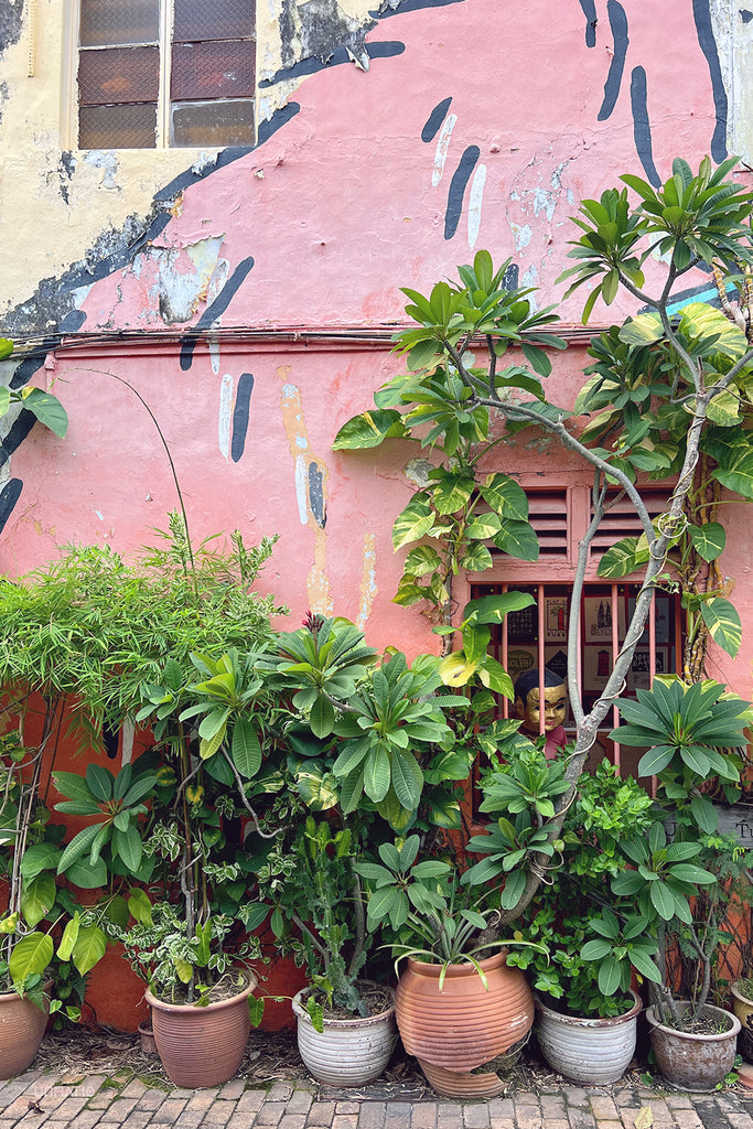 Potted tropical plants in front of a distressed wall with abstract paint strokes, in Melaka's historic quarter