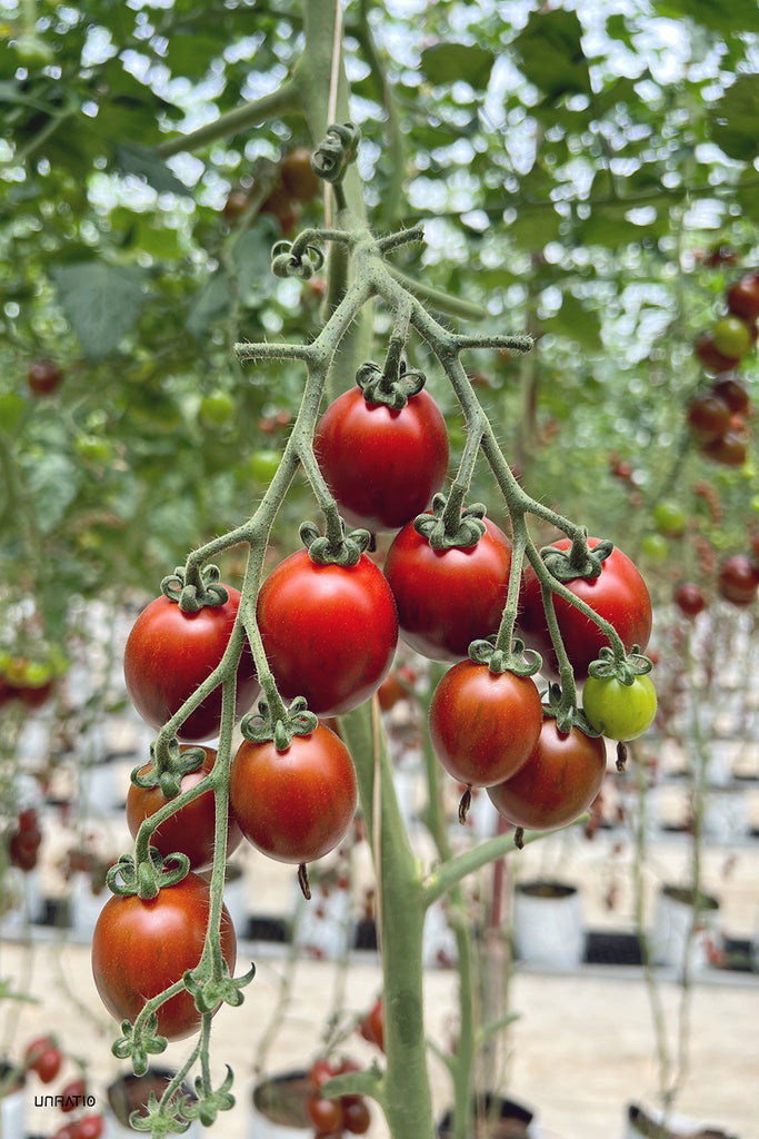 Succulent red tomatoes clustered on a vine in a Dalat greenhouse, capturing the essence of the city's bountiful and fresh produce, nurtured in its temperate highland climate.