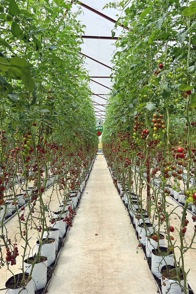 Endless rows of vibrant tomato plants laden with ripe fruit stretch down a long pathway in a Dalat greenhouse, illustrating the region's robust agriculture and the eternal spring that nurtures such abundant growth.