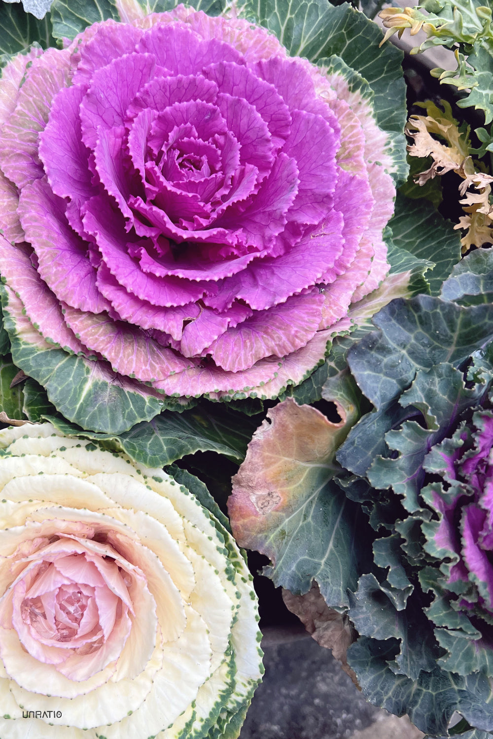 Close-up of a rich purple and cream ornamental cabbage duo with a delicate rosette pattern, highlighting natural winter flora in Japan."