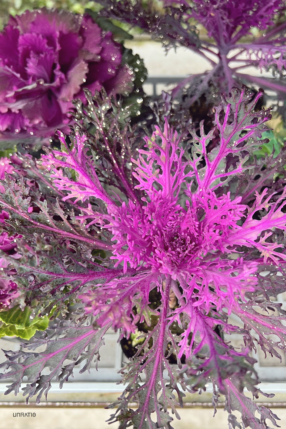 Vivid purple ornamental kale glistening with water droplets, showcasing intricate leaf patterns against a blurred garden background.
