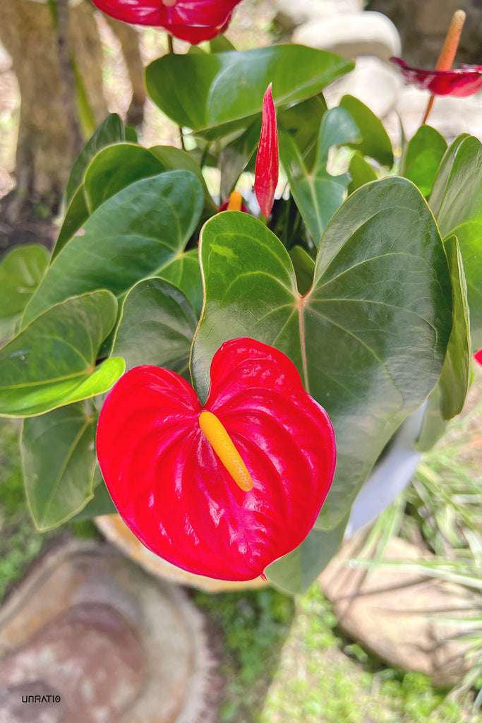 A striking red anthurium flower against a backdrop of green, reflecting the beauty of Dalat's gardens and the cool, comfortable climate for outdoor wandering.