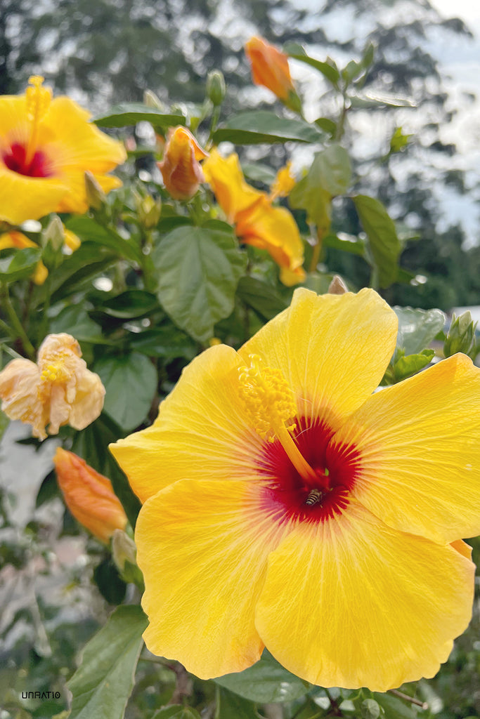 Bright yellow hibiscus with a deep red center, flourishing in Dalat, a city where flowers grace every corner and add to its enchanting charm.